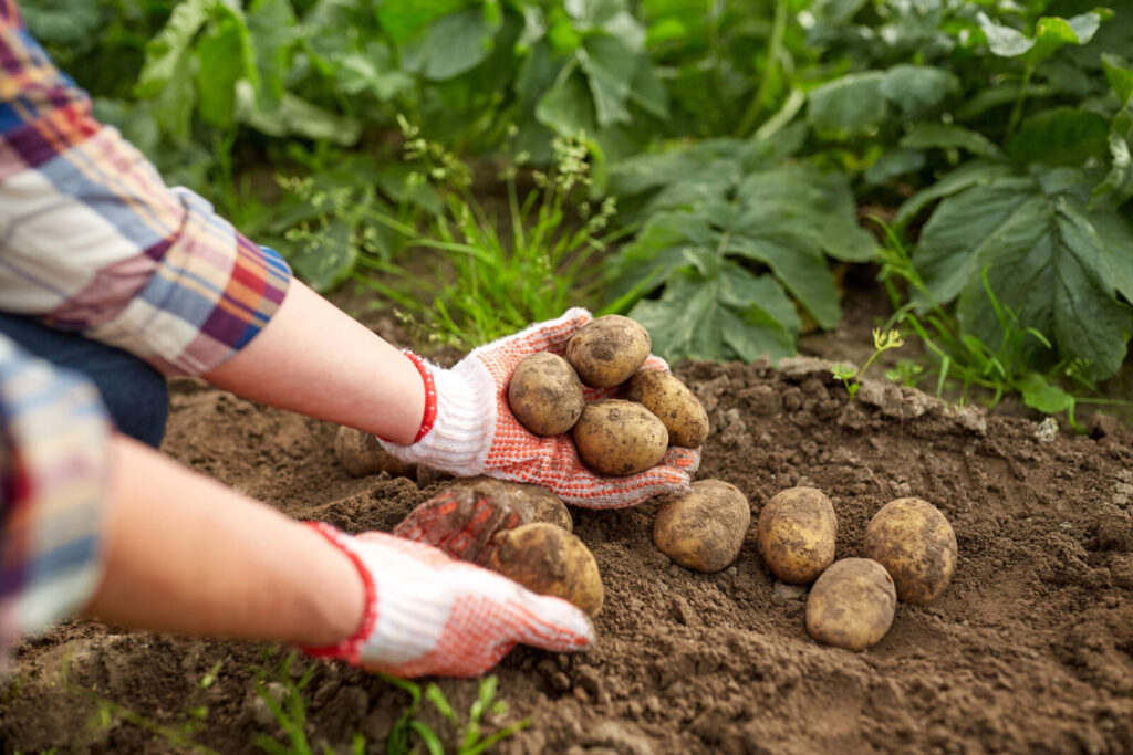 Sklízení brambor / Foto: Depositphotos