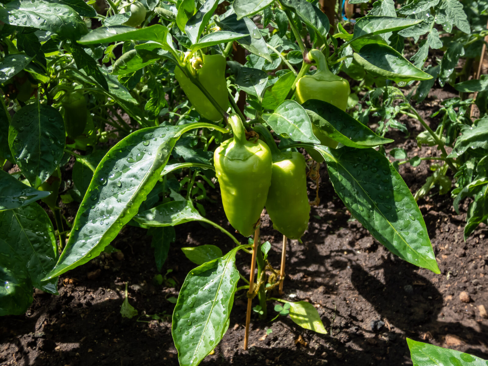 Paprika