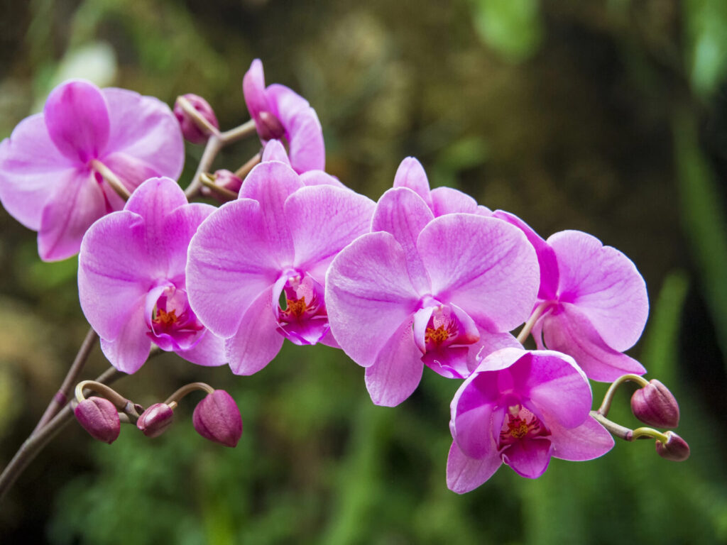 Bohatě kvetoucí orchideje / Foto: Depositphotos 