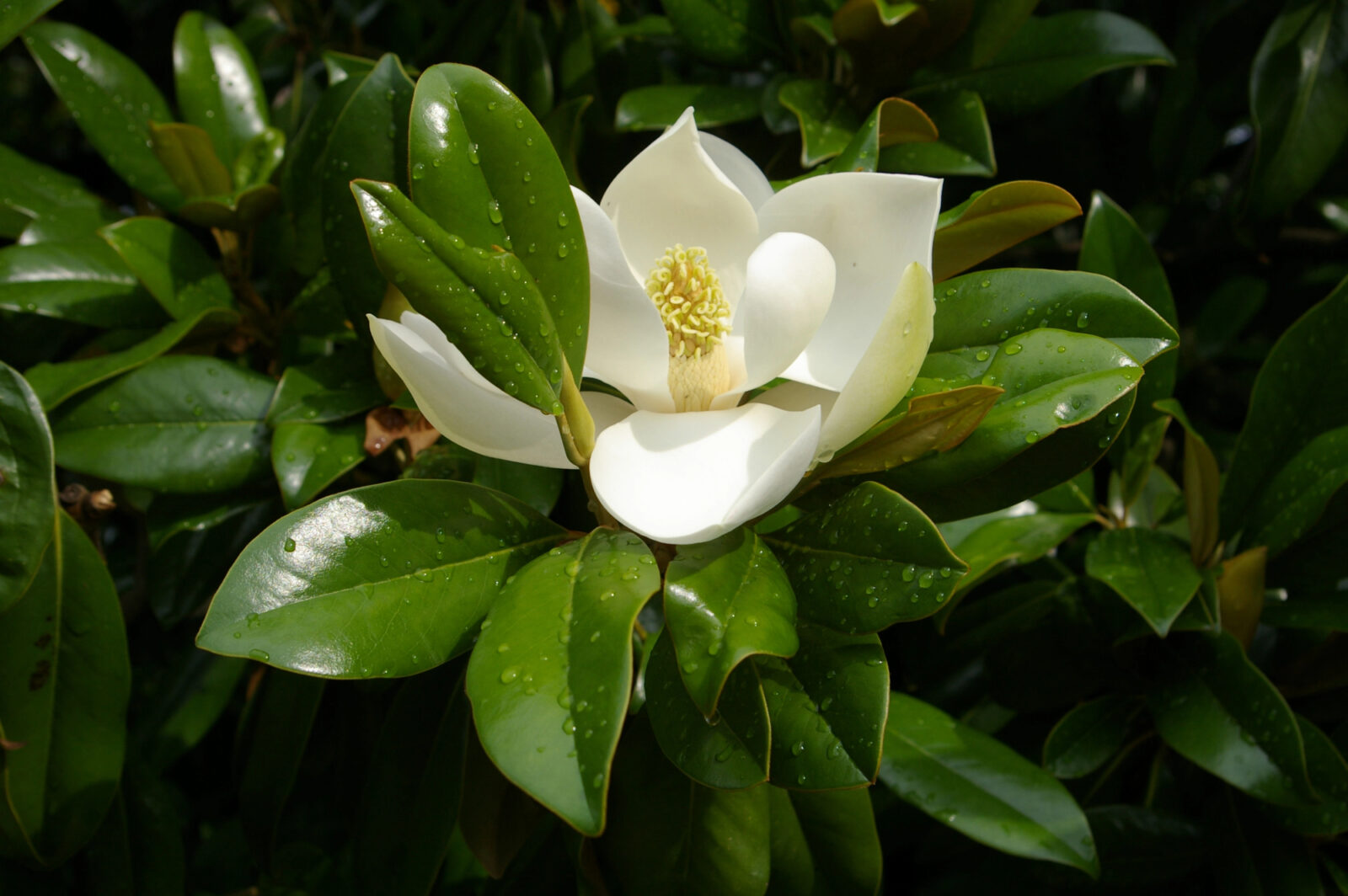 Magnolia / Foto: Depositphotos