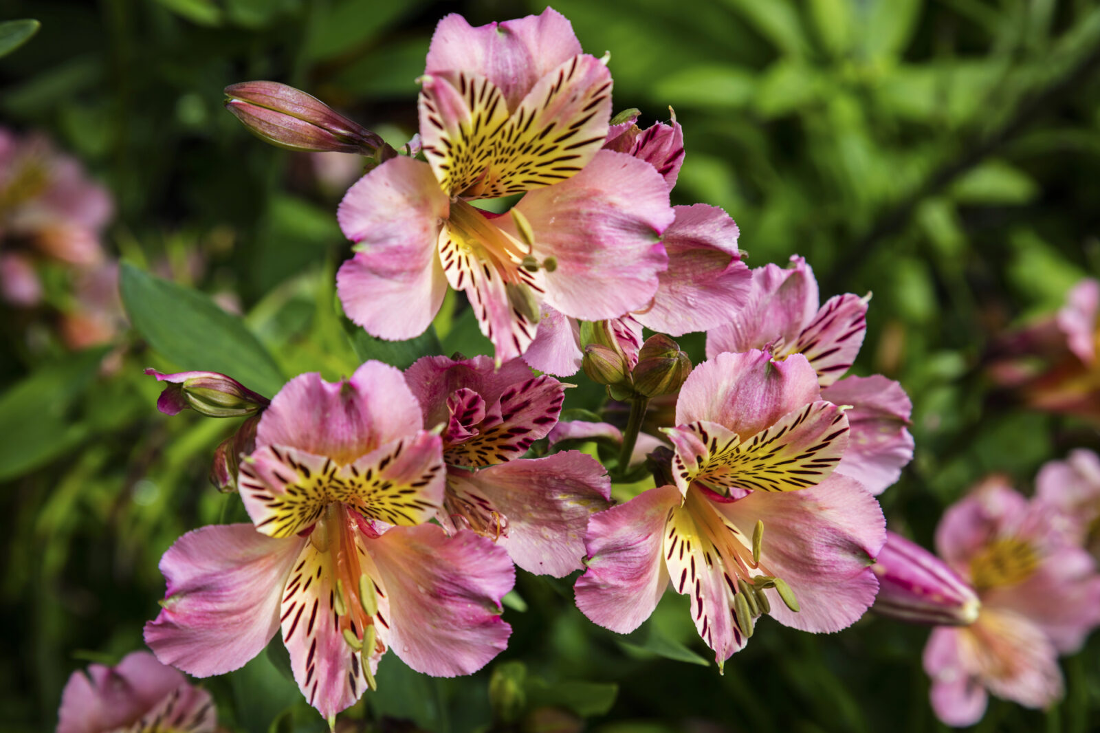 Alstromeria / Foto: Depositphotos