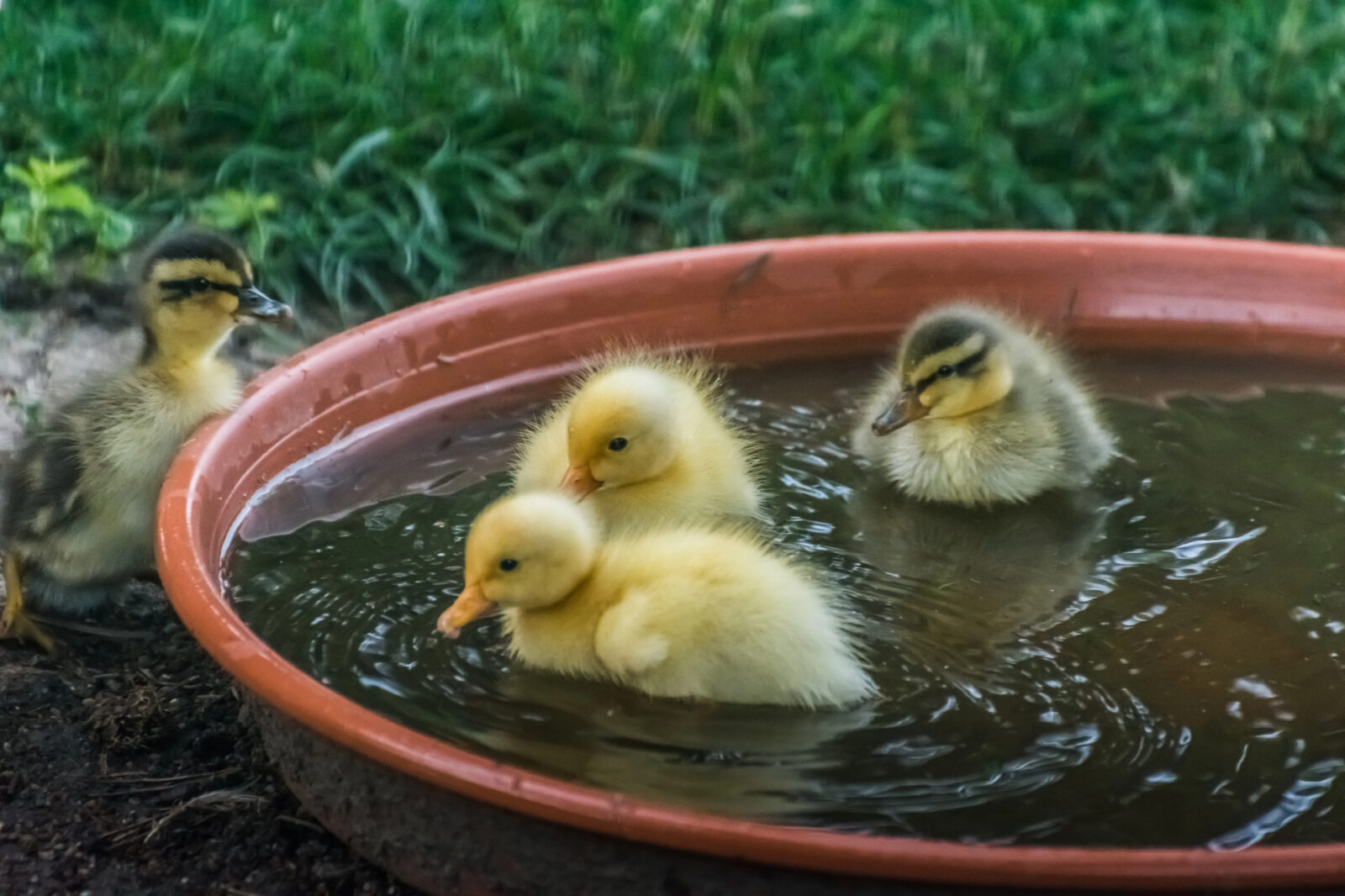 Koupání kachňat / Foto: Depositphotos