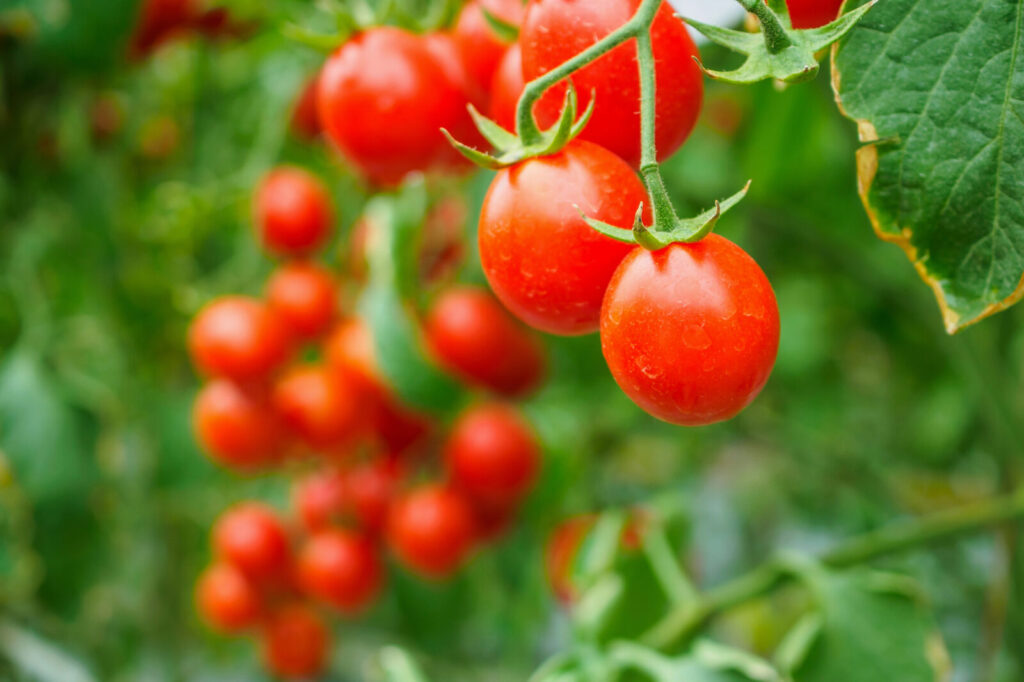 Úroda cherry rajčat / Foto: Depositphotos