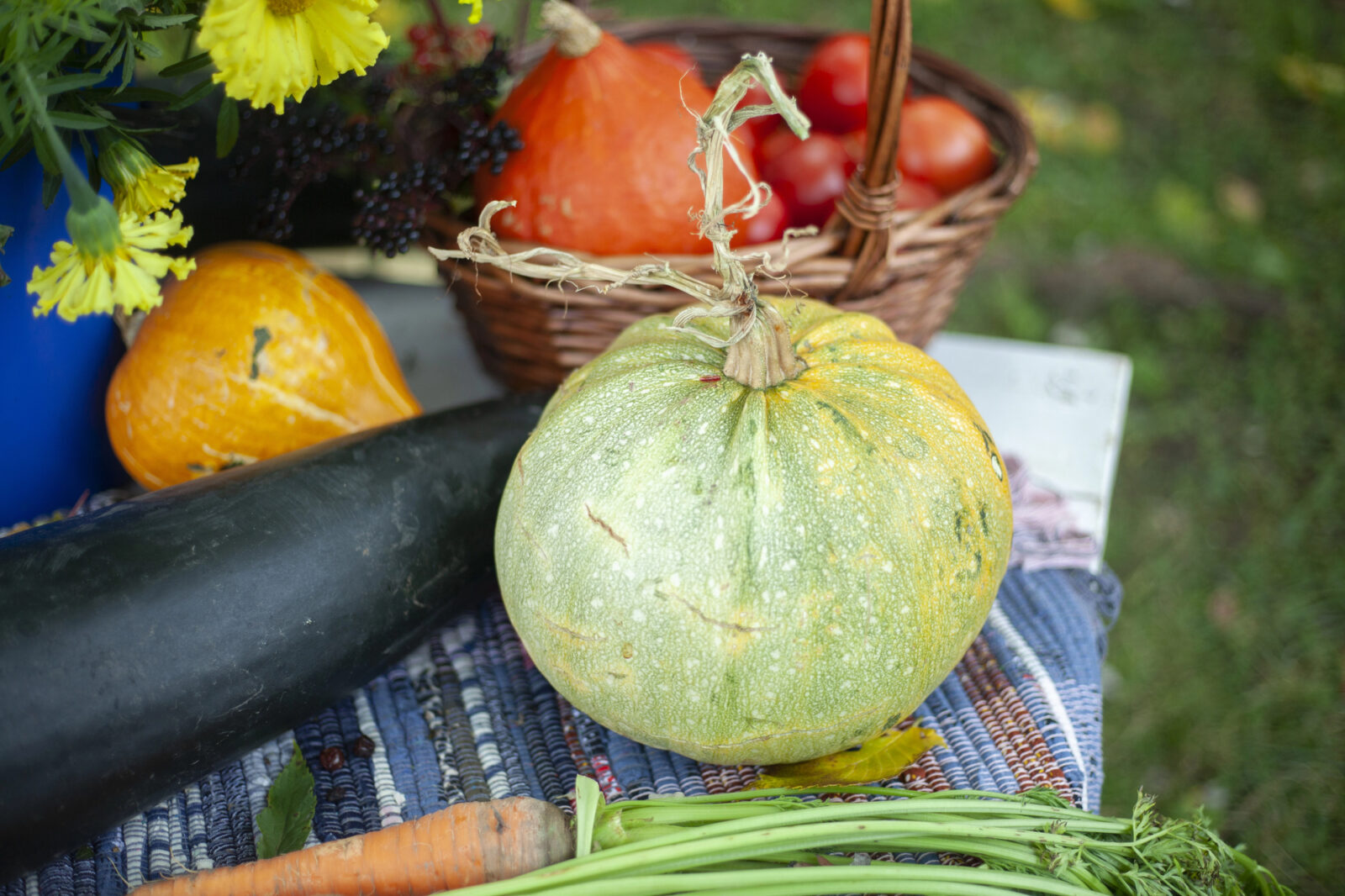 Sklizeň zeleniny / Foto: Depositphotos