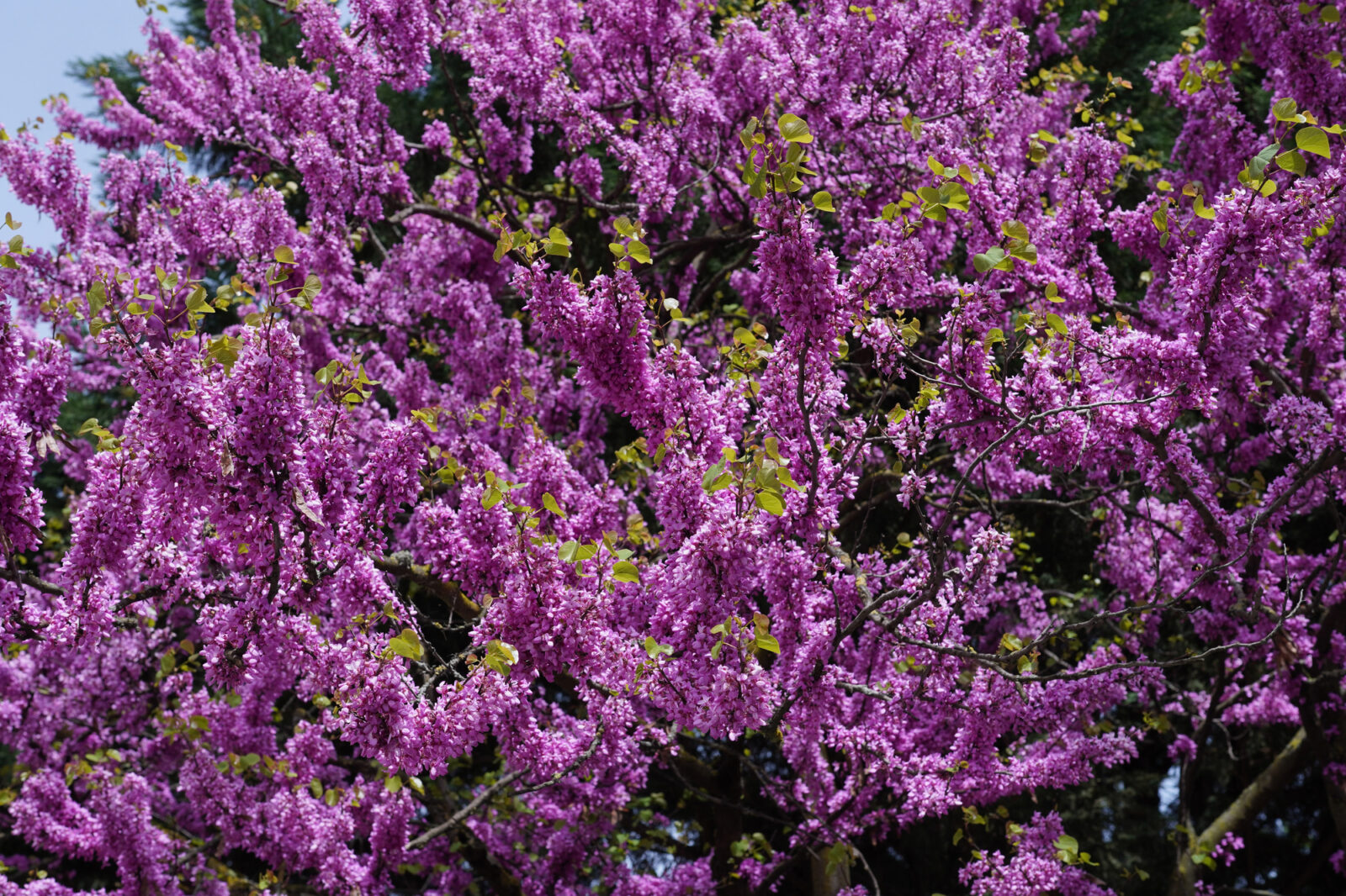 Zmarlika (Cercis canadensis) / Foto: Depositphotos