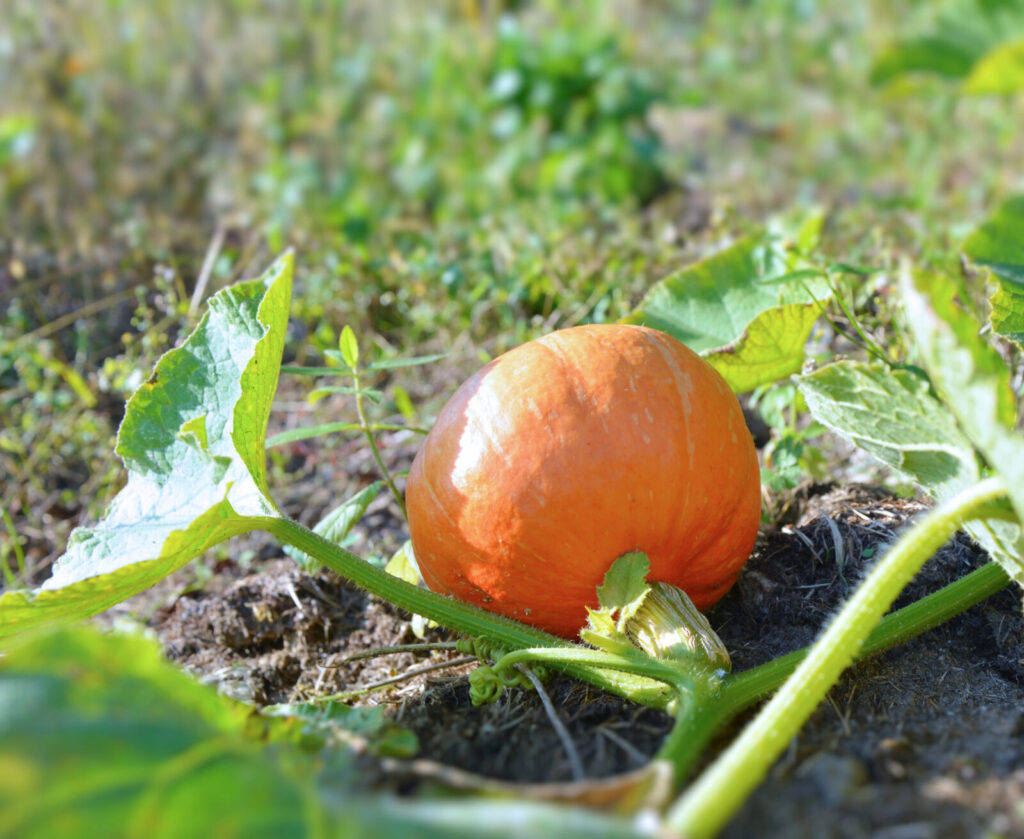 Dýně / Foto: Depositphotos 