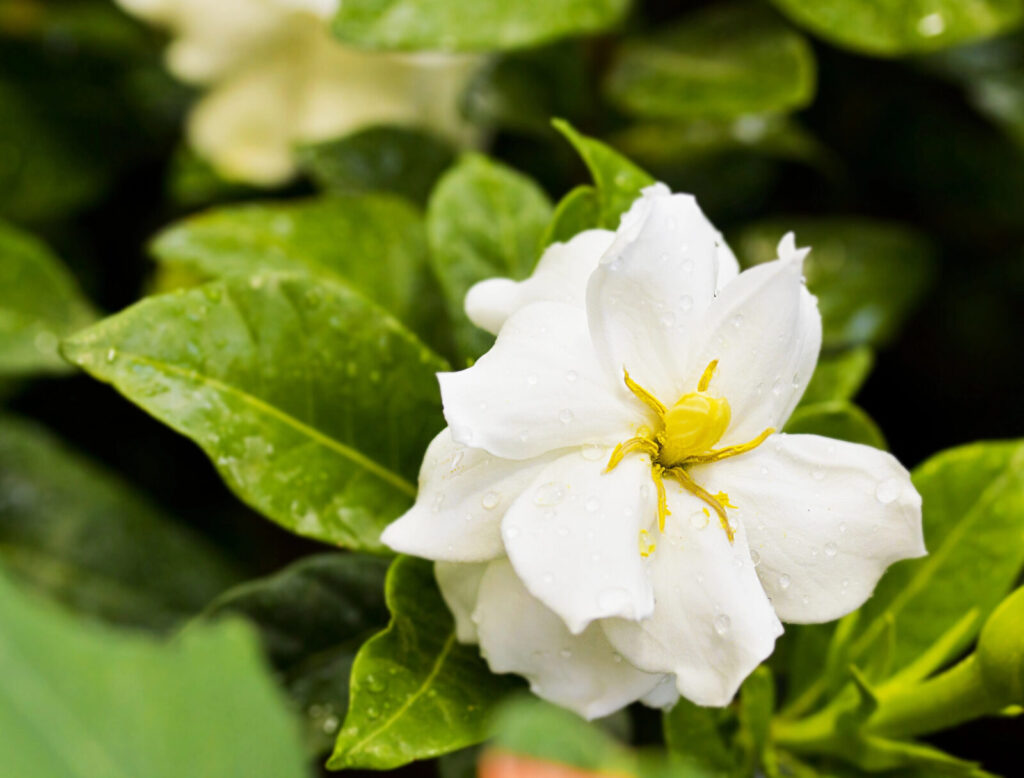 Gardénie / Foto: Depositphotos 