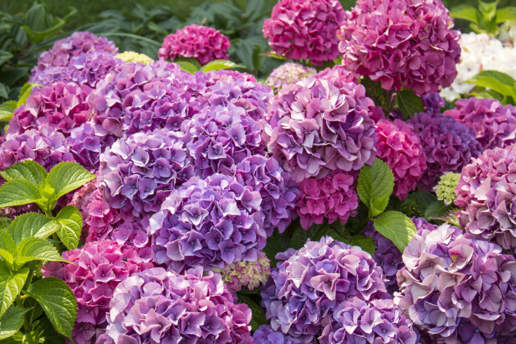 Hortenzie / Foto: Depositphotos 