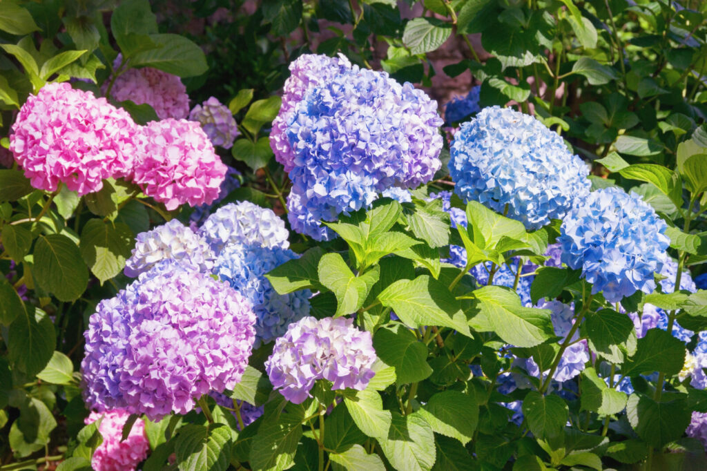 Hortenzie / Foto: Depositphotos 