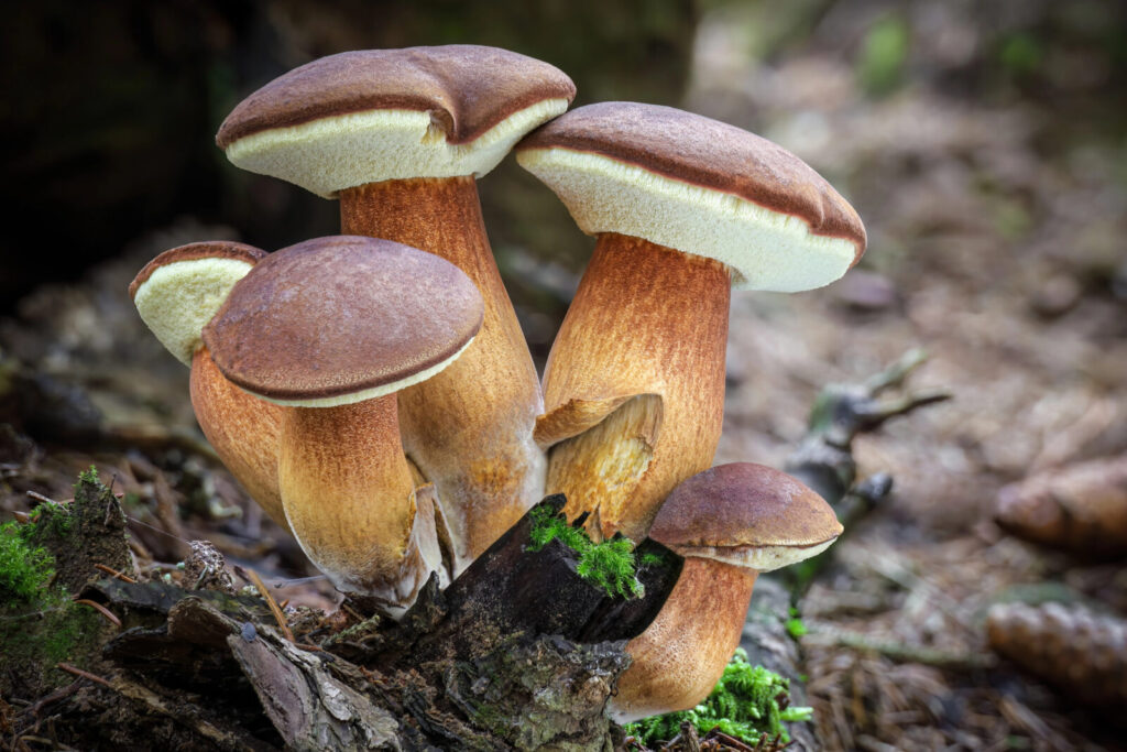 Hřib hnědý / Foto: Depositphotos