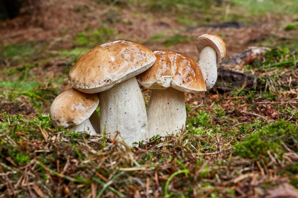 Hřib smrkový / Foto: Depositphotos 
