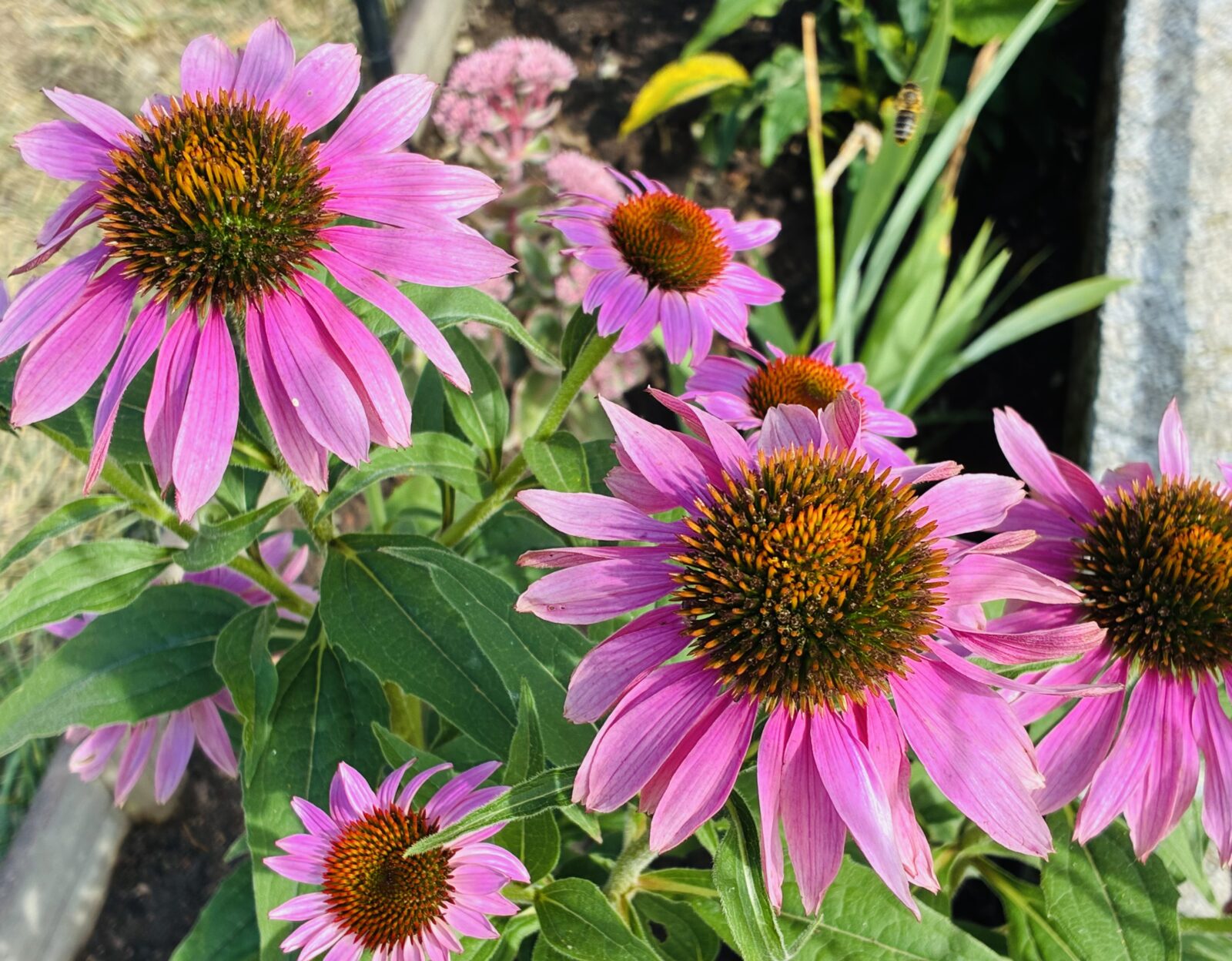 Třapatka (Echinacea) / Foto: Pestrazahrada.cz