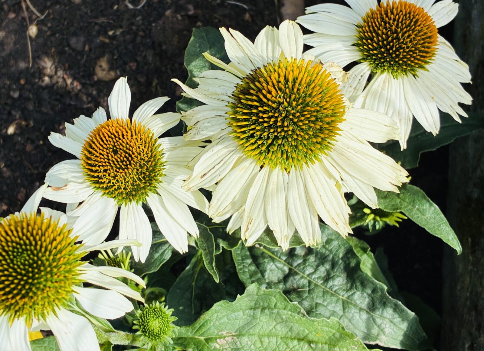 Třapatka (Echinacea) / Foto: Pestrazahrada.cz