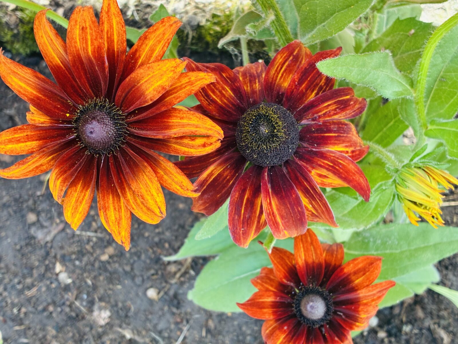 Třapatka (Echinacea) / Foto: Pestrazahrada.cz