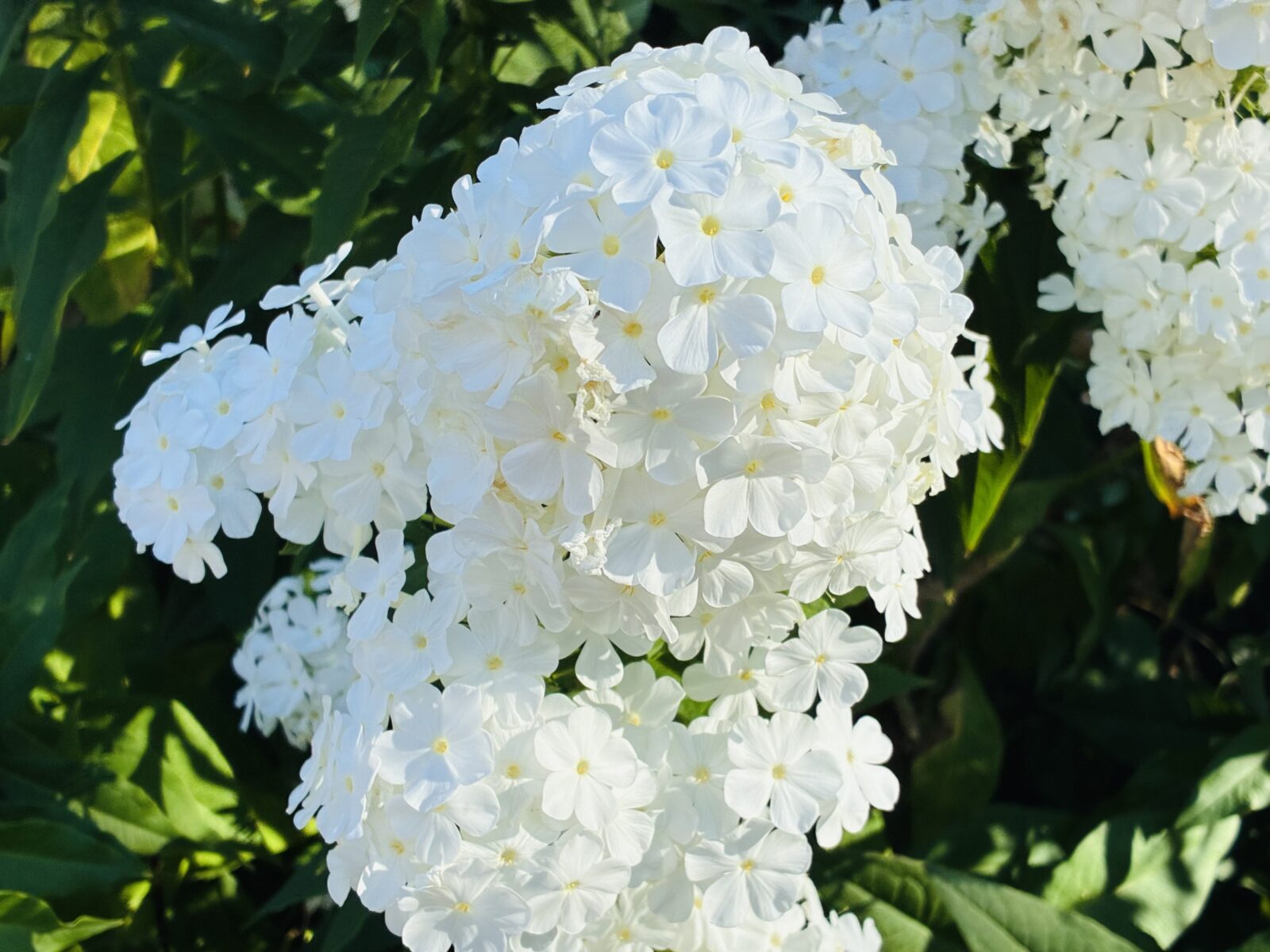 Phlox paniculata / Foto: Pestrazahrada.cz