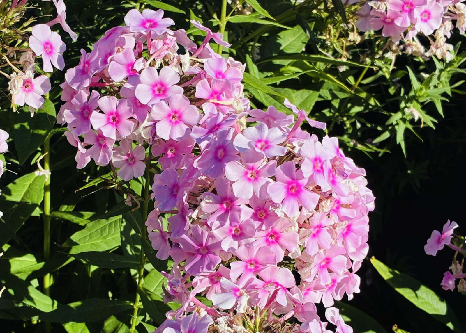 Phlox paniculata / Foto: Pestrazahrada.cz