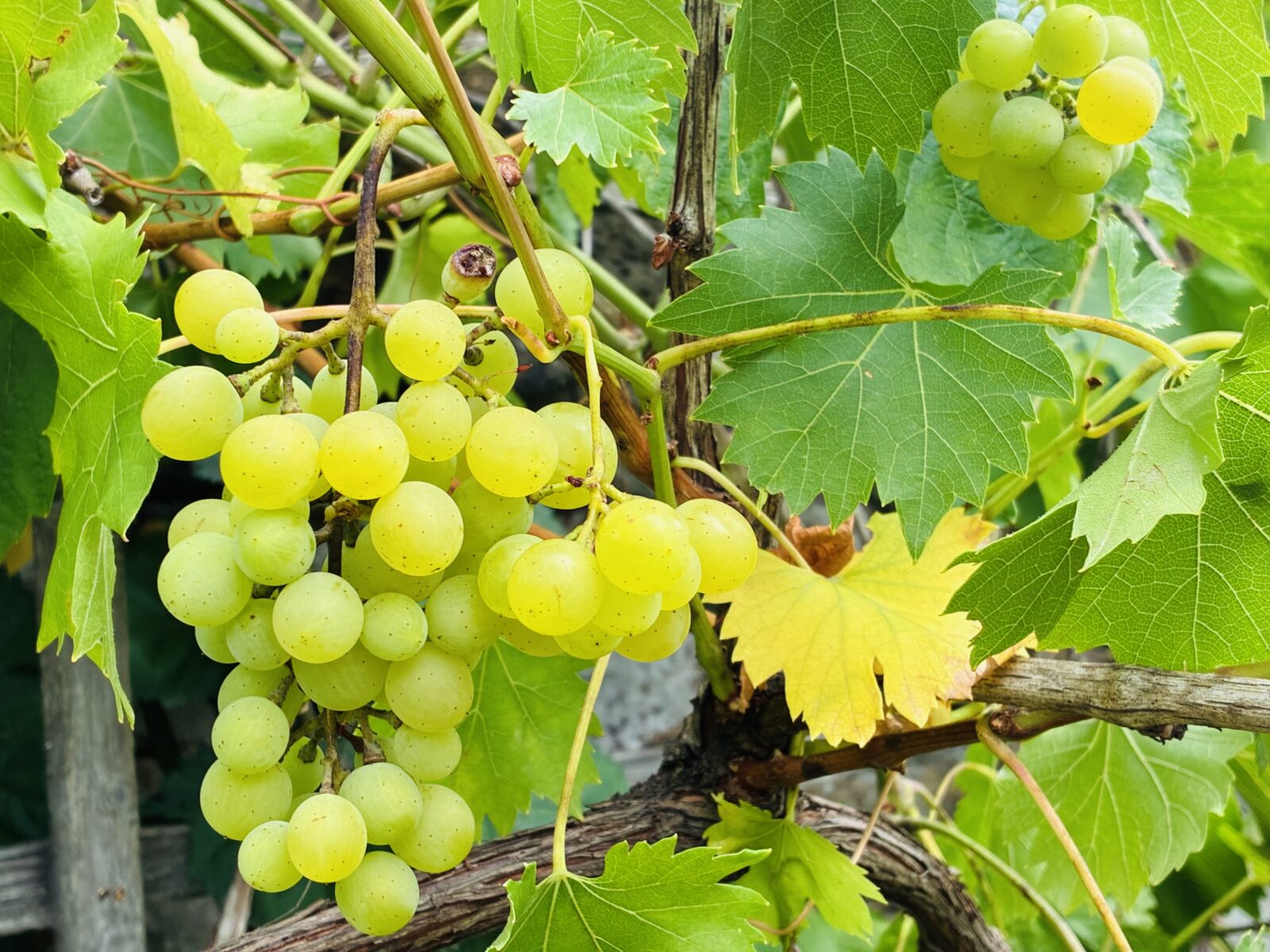 Vinná réva / Foto: Pestrazahrada.cz
