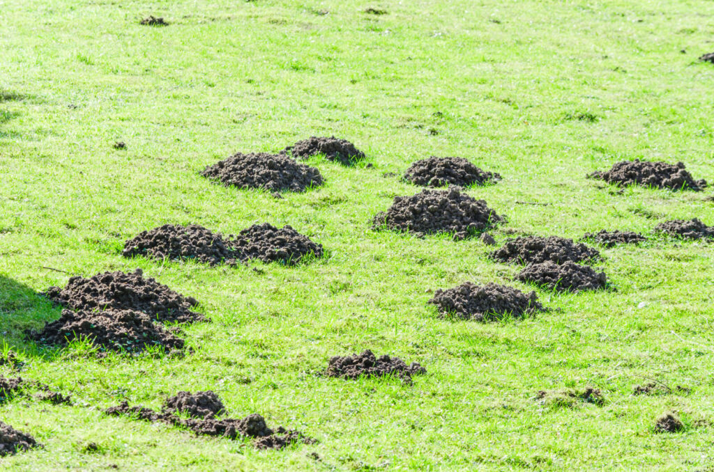 Krtince / Foto: Depositphotos 