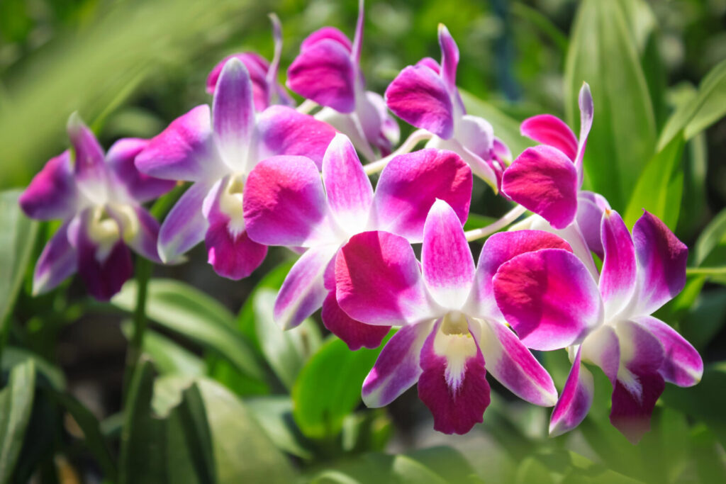Kvetoucí orchidej / Foto: Depositphotos 