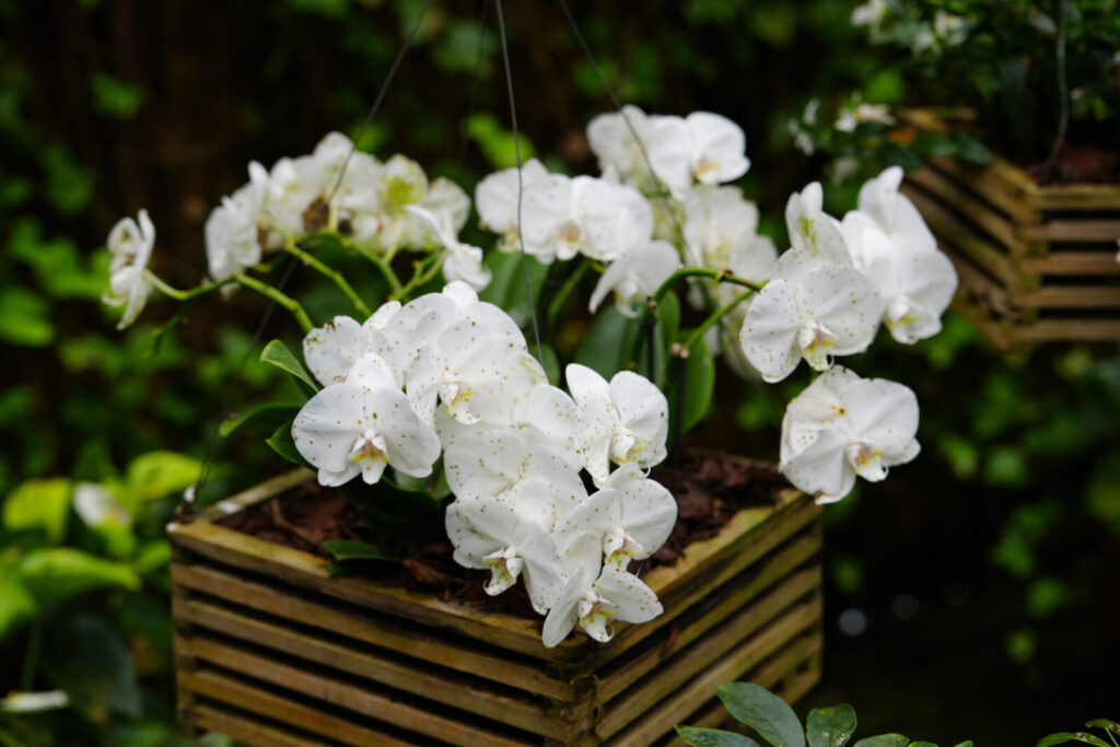 Kvetoucí orchidej / Foto: Depositphotos 