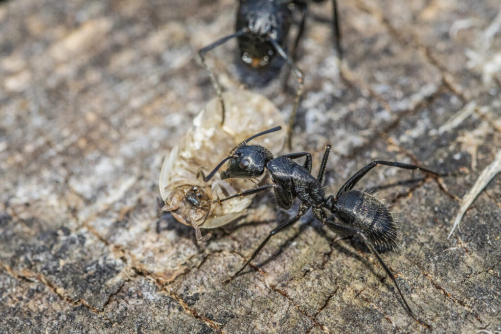 Mravenci na zahradě / Foto: Depositphotos 