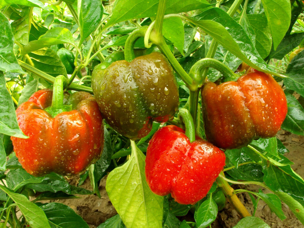 Paprika / Foto: Depositphotos