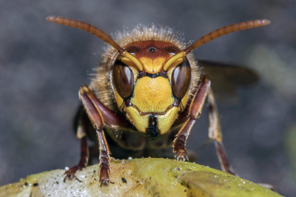 Sršeň / Foto: Depositphotos