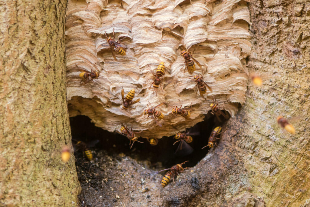Sršní hnízdo / Foto: Depositphotos
