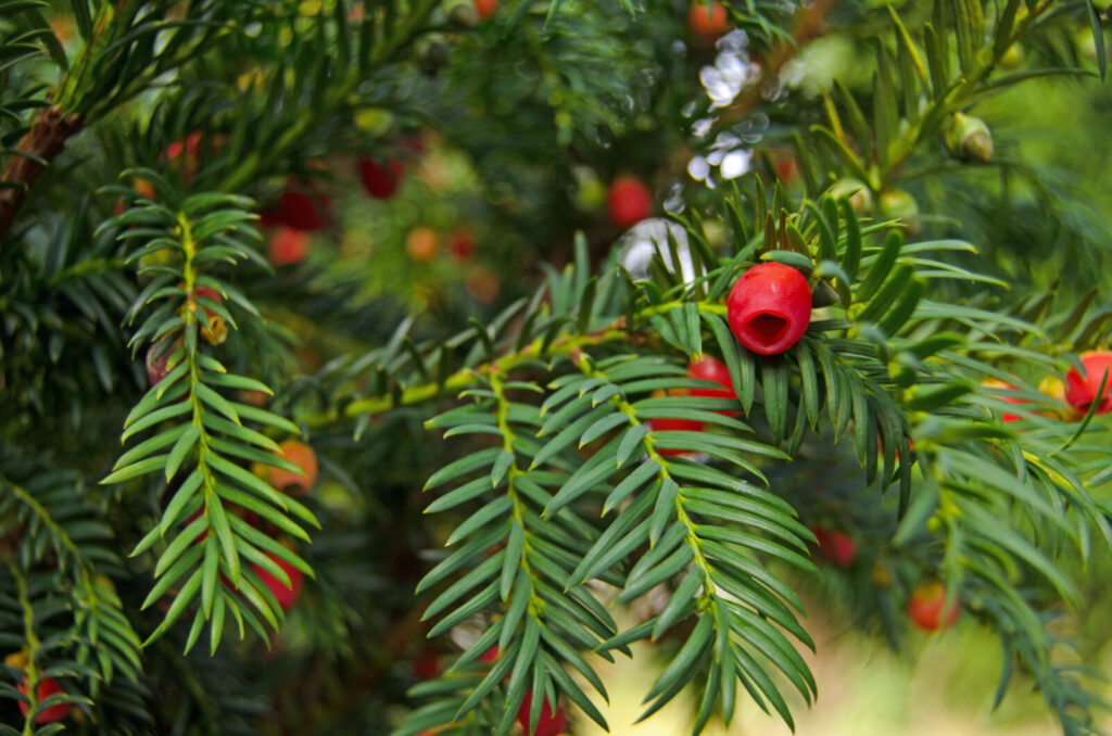 Tis / Foto: Depositphotos