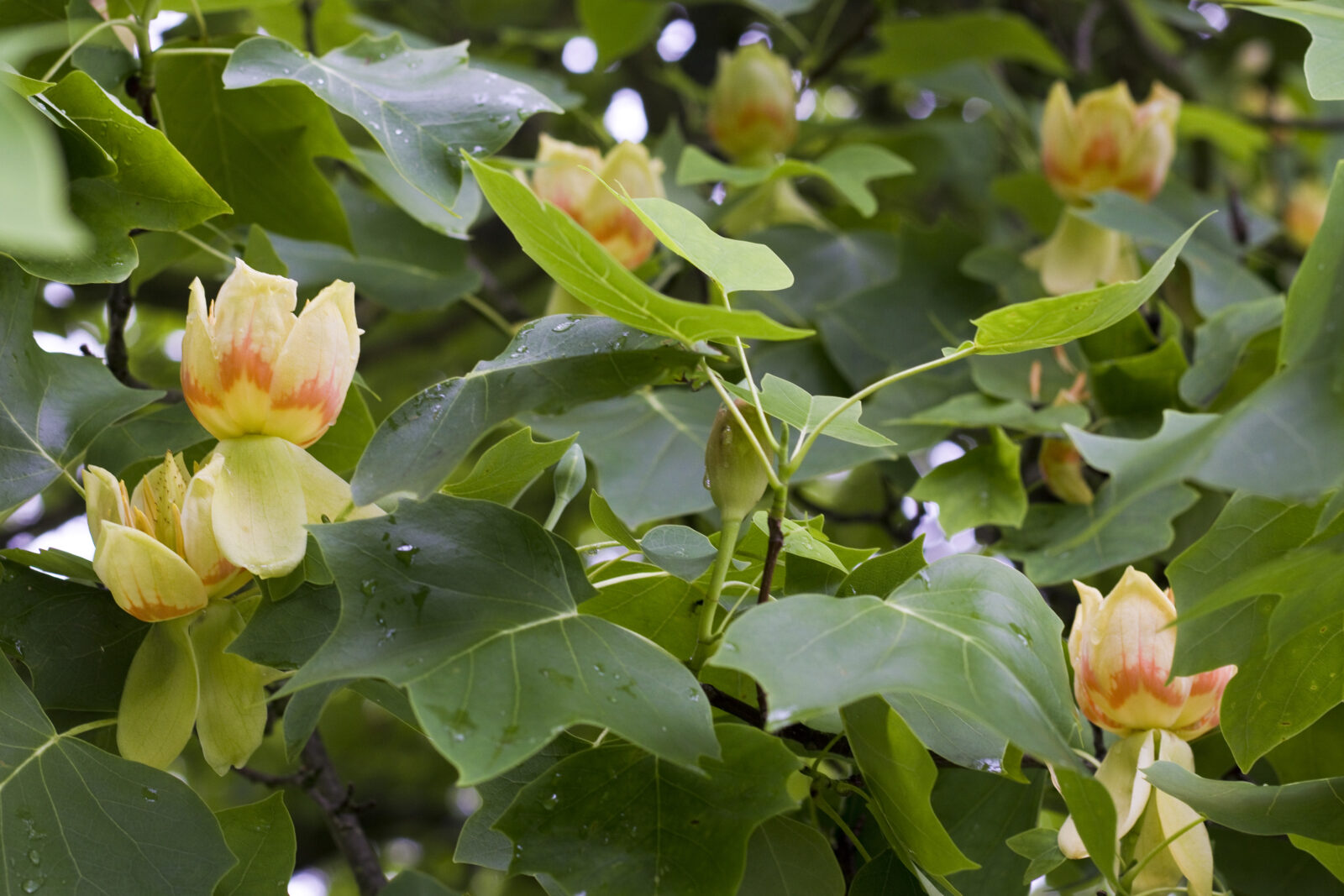 Liliovník tulipánokvětý / Foto: Depositphotos