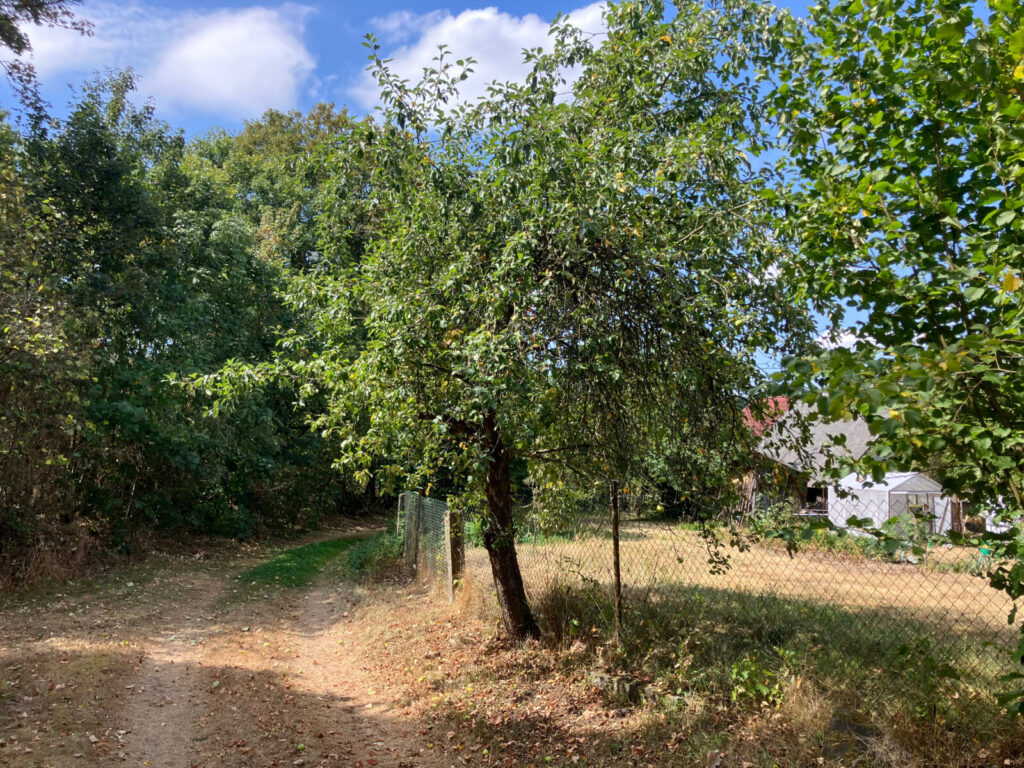 Ovocné stromy v horku a suchu trpí / Foto: TR23, Pestrazahrada.cz