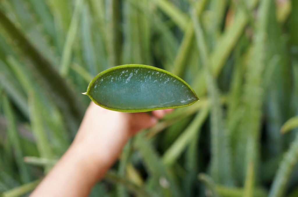 Aloe Vera / Foto: Depositphotos