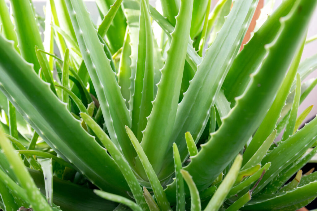 Aloe Vera / Foto: Depositphotos