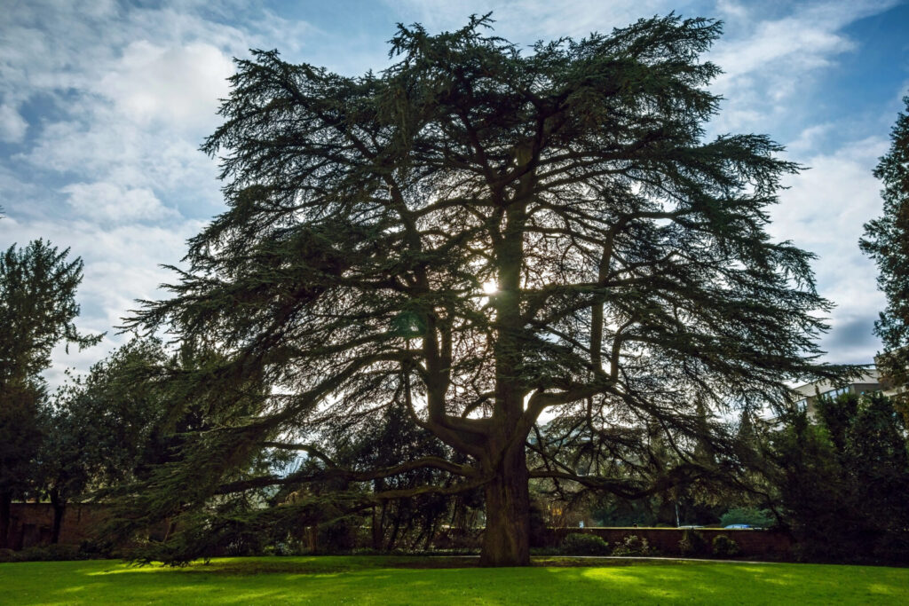 Cedr / Foto: Depositphotos