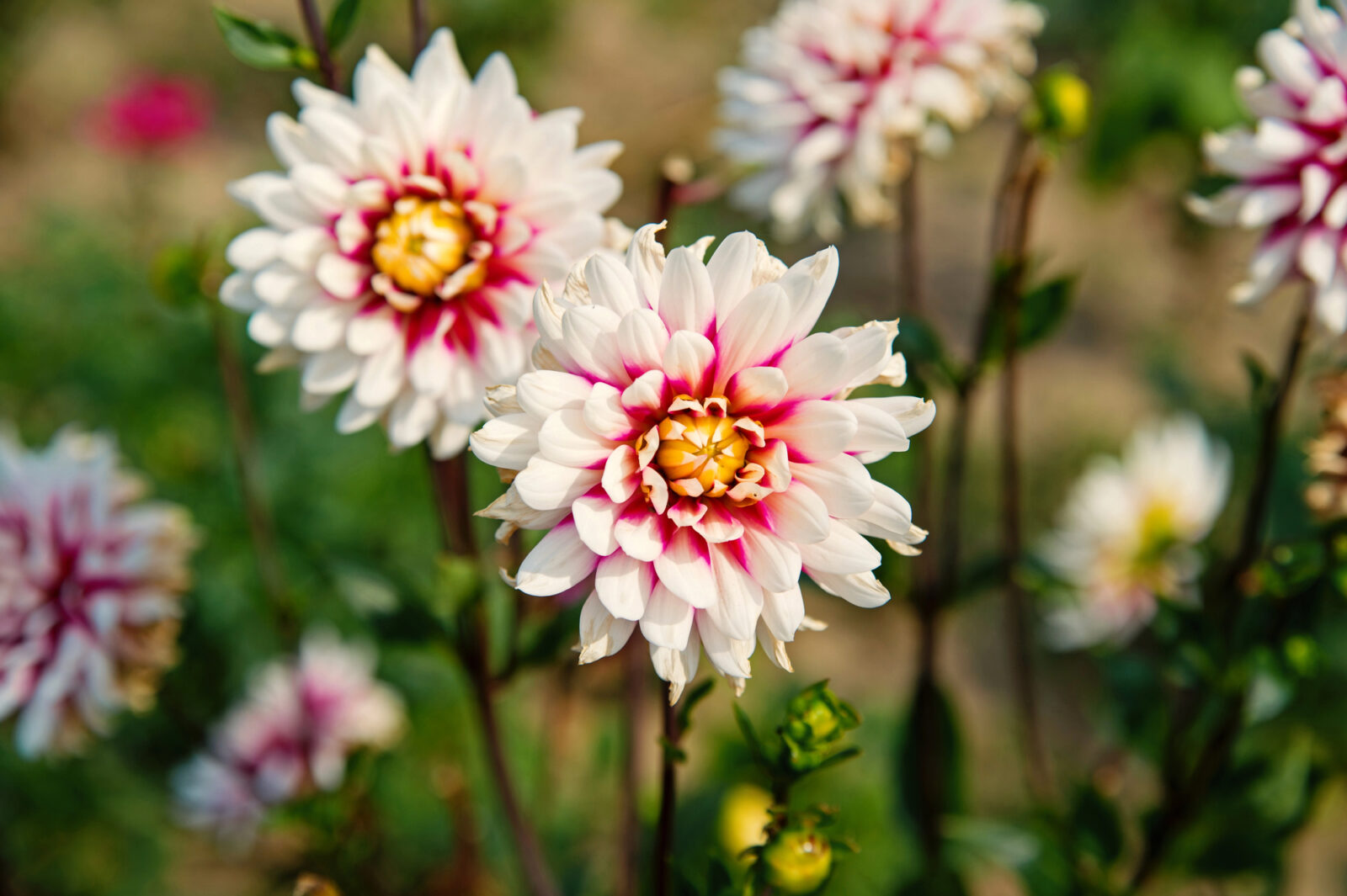 Jiřiny ( Dahlia)  / Foto: Depositphotos