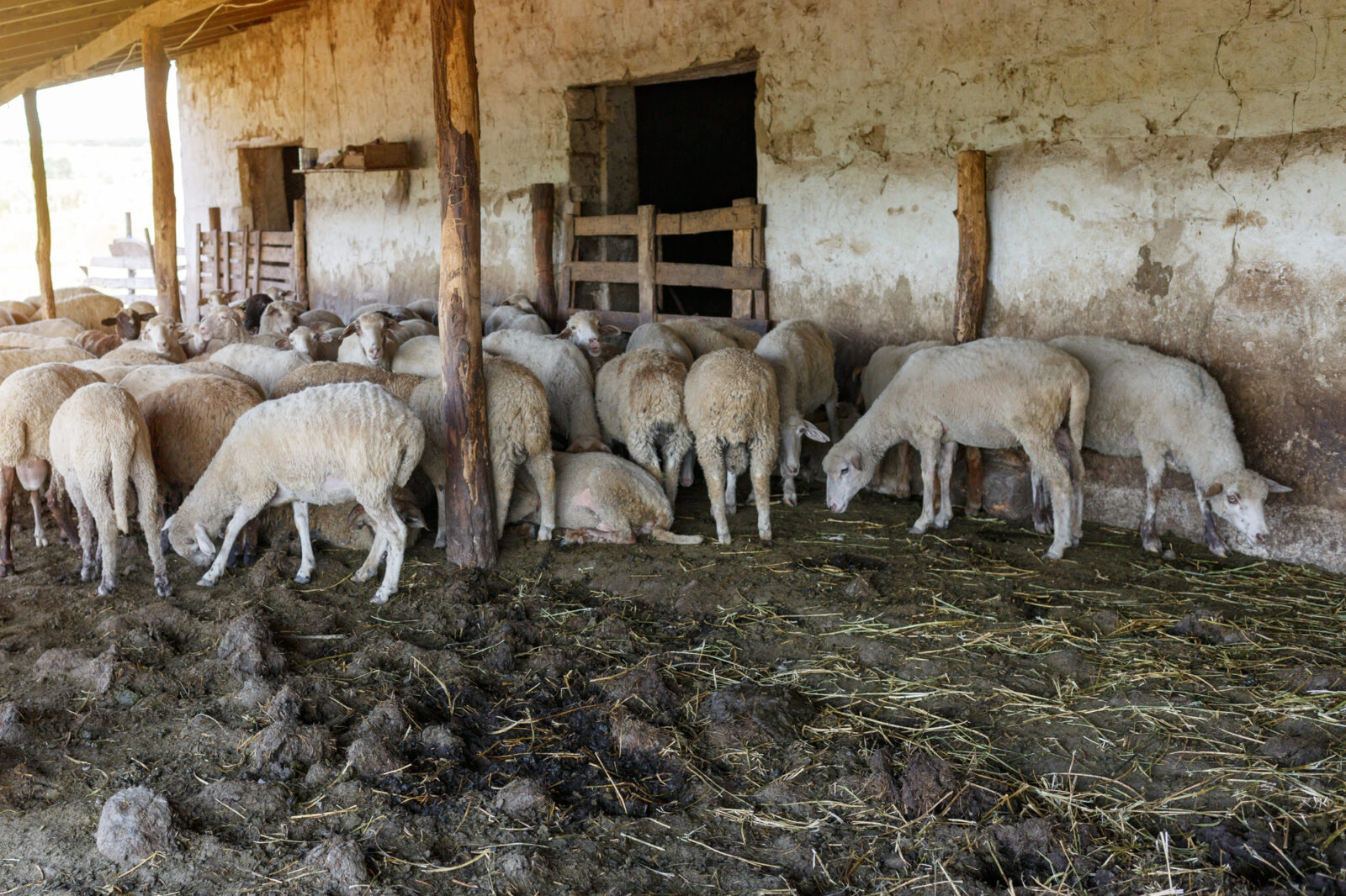 Stádo ovcí / Foto: Depositphotos