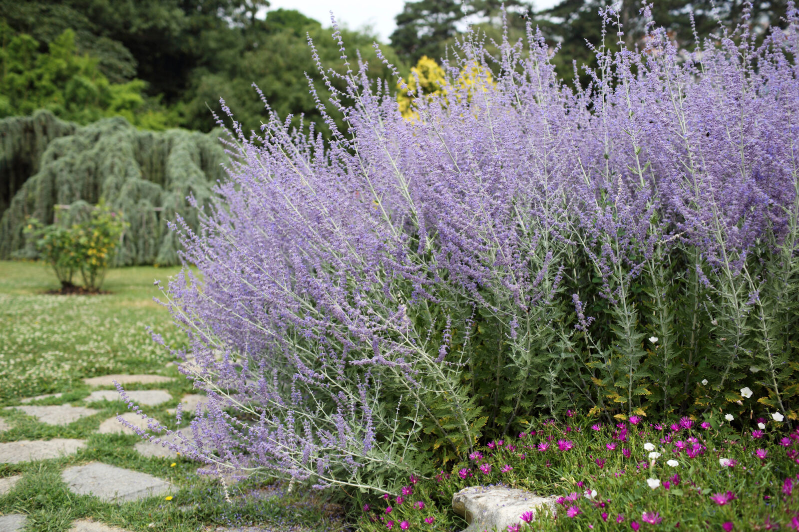 Perovskia atriplicifolia / Foto: Depositphotos