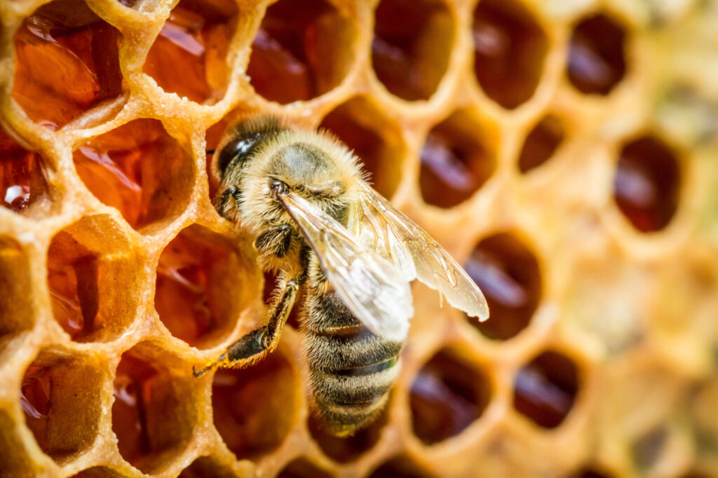 Přikrmování včel před zimou / Foto: Depositphotos