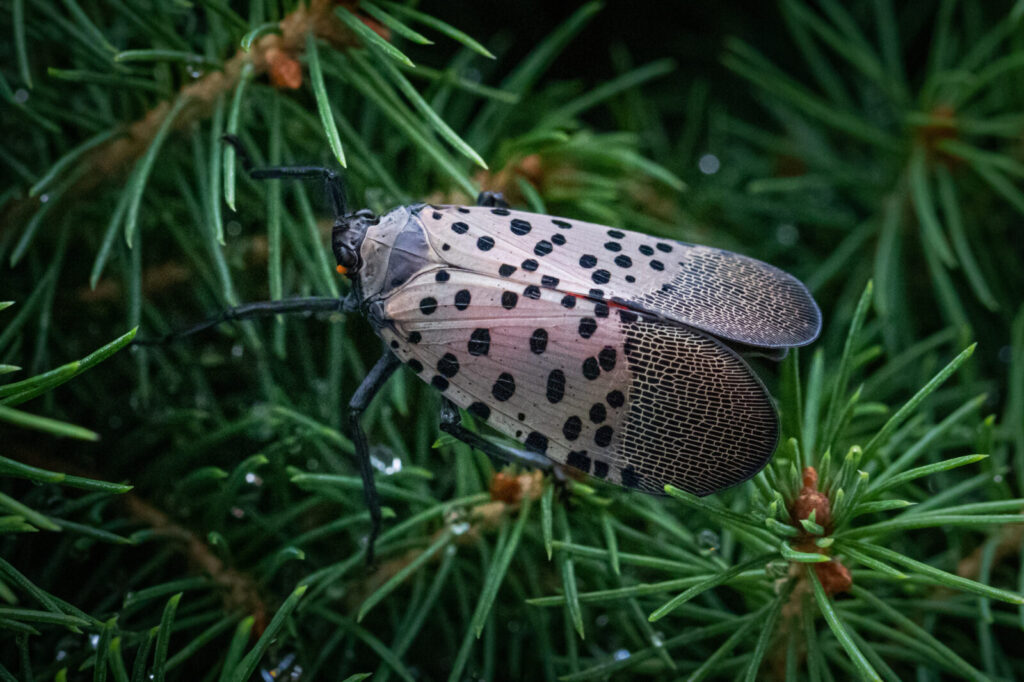 Lycorma Delicatula / Foto: Depositphotos