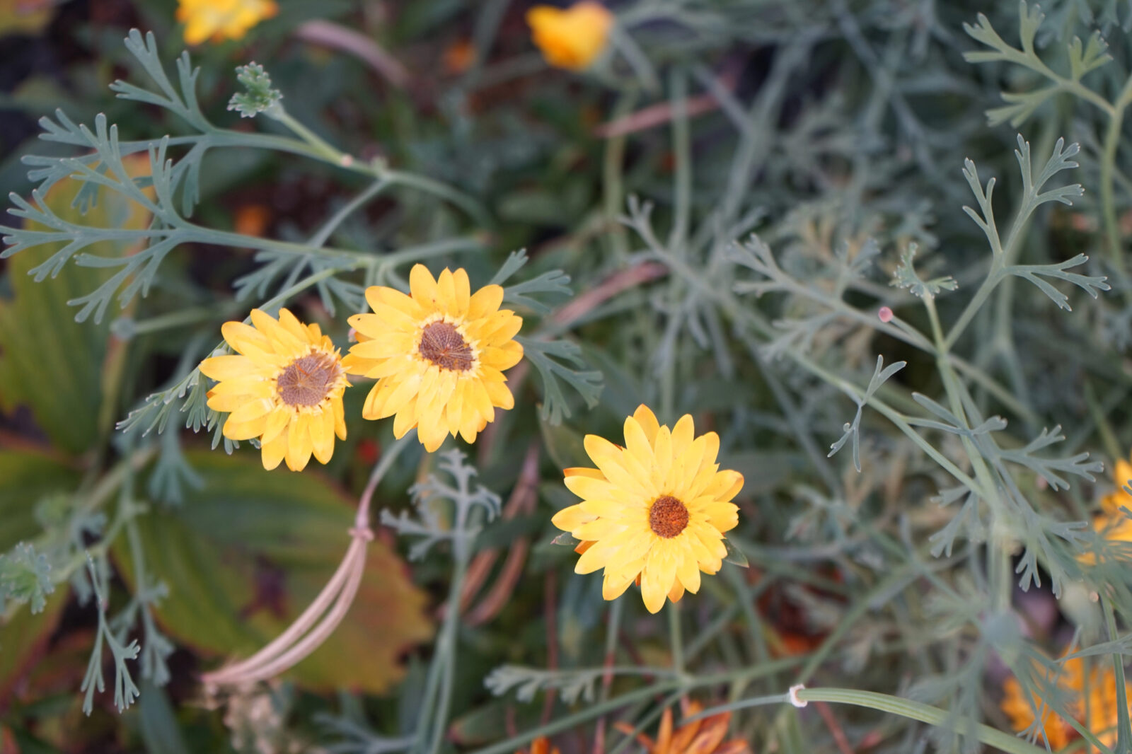 Smil(  helichrysum ) / Foto: Depositphotos