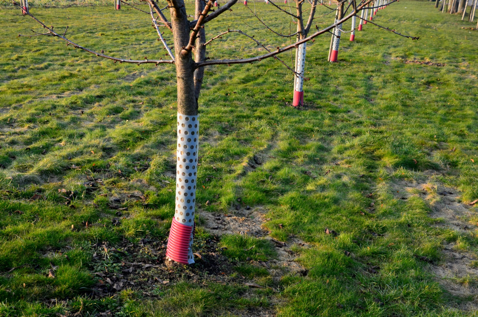 Ochrana stromů / Foto: Depositphotos