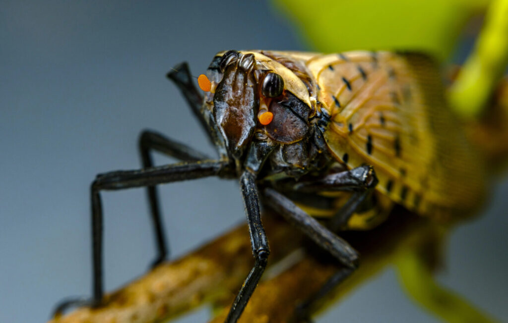 Lycorma Delicatula / Foto: Depositphotos
