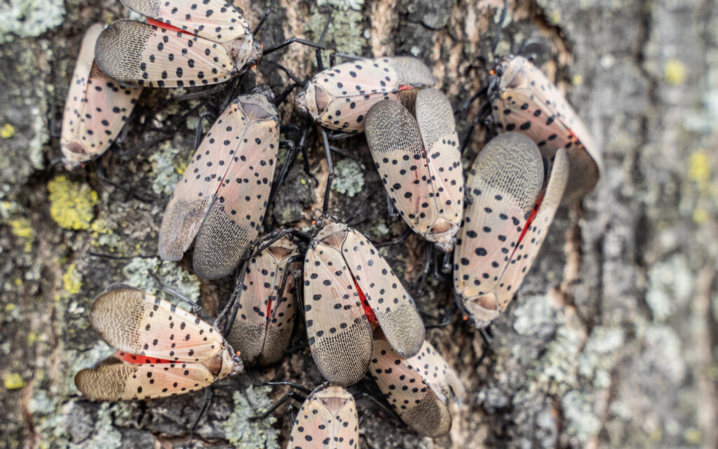 Lycorma Delicatula / Foto: Depositphotos
