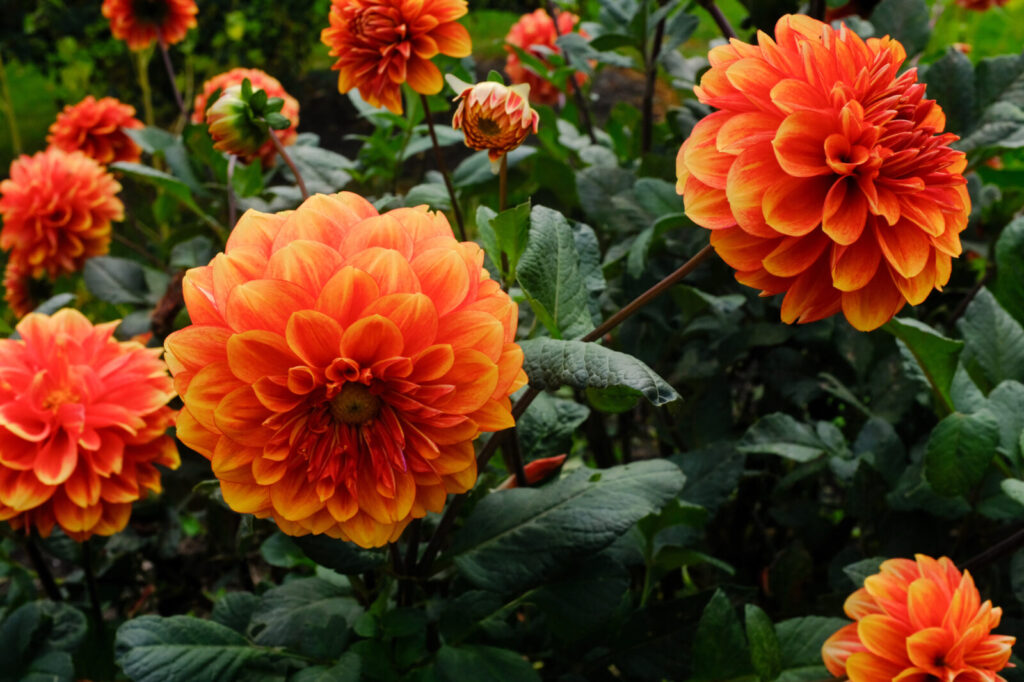 Jiřiny ( Dahlia) / Foto: Depositphotos