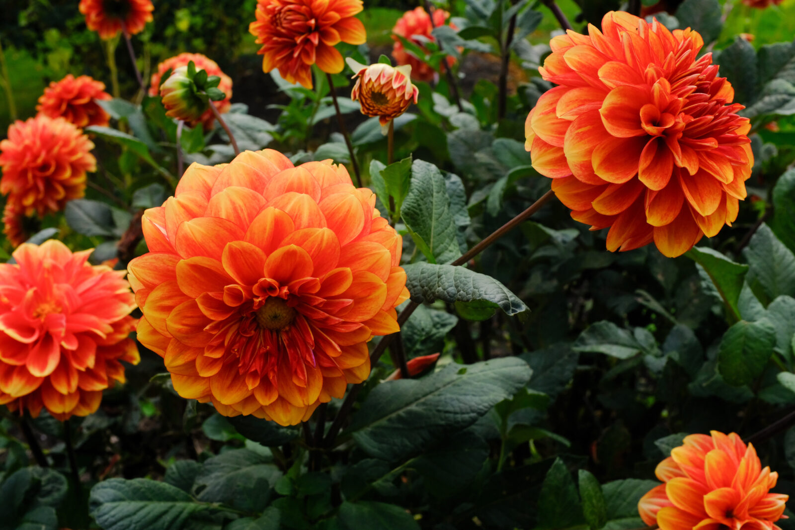 Jiřiny ( Dahlia)  / Foto: Depositphotos