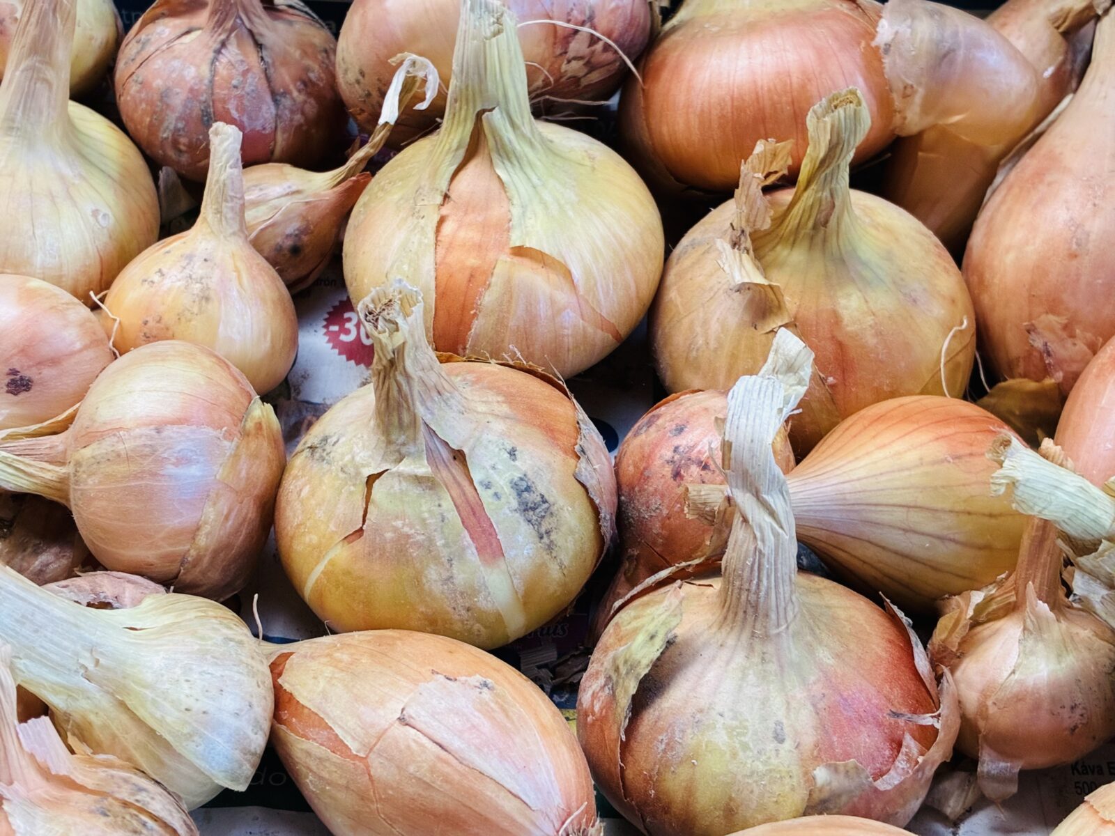 Cibule/ Foto: Pestrazahrada.cz