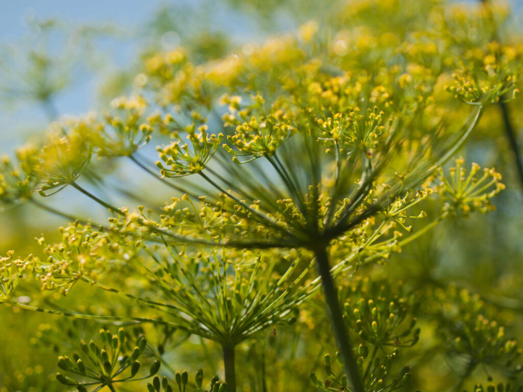 Kopr / Foto: Depositphotos