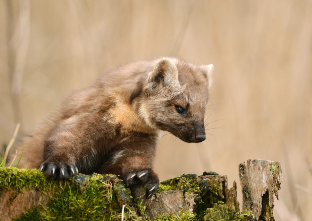 Kuna / Foto: Depositphotos