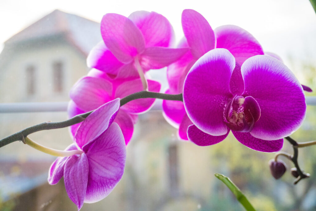 Kvetoucí orchidej / Foto: Depositphotos