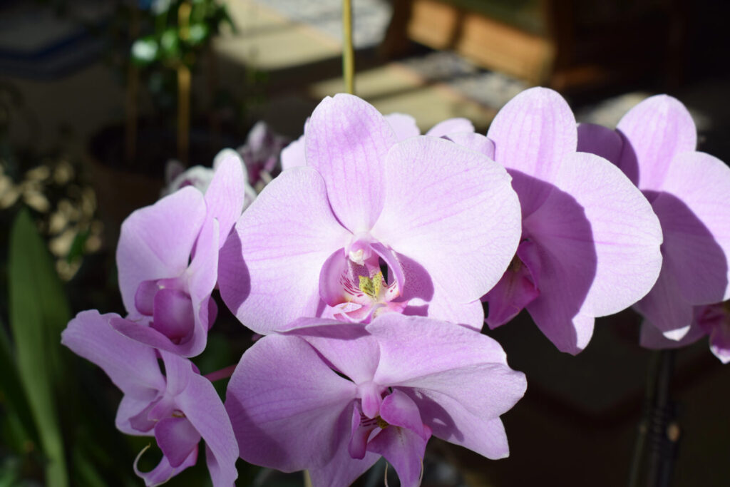 Kvetoucí orchidej / Foto: Depositphotos